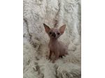 Sphynx gatto nudo
