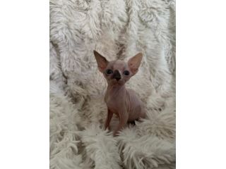 Sphynx gatto nudo