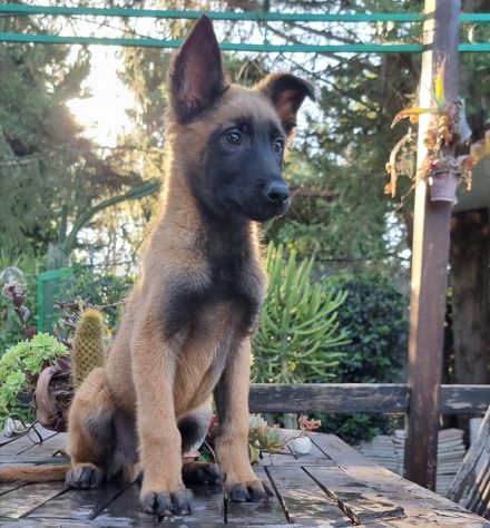 Cucciolata Pastore Belga Malinois Puglia Basilicata Campania Calabria - Foto 2