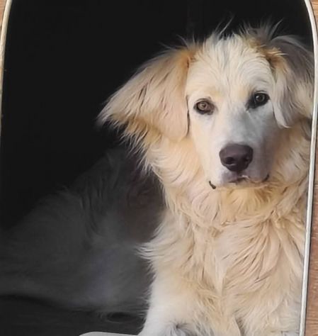 Musa ❤️🐾 - Foto 3
