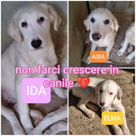 CUCCIOLE 3 MESI E MEZZO taglia media SONO IN CANILE - Foto 3