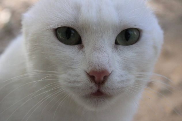 Meringa gattina , adozione del cuore - Foto 2
