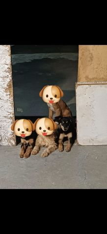 Regalo 1 cucciola femmina - Foto 2