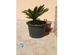 Cycas (varie misure)