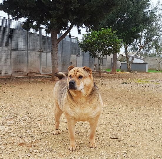 Margot, stupenda mix shar pei in adozione - Foto 7