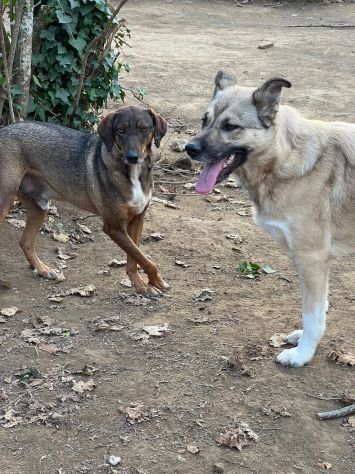 MELAMPO MIX SEGUGIO CANE IN ADOZIONE TG MEDIO CONTENUTA - Foto 4