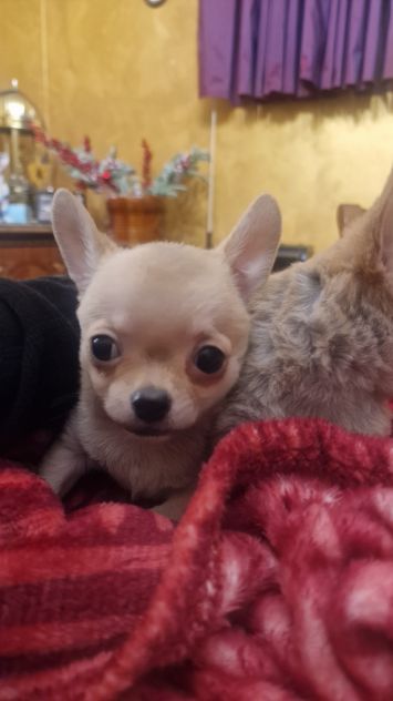 cuccioli di chihuahua pelo corto toy - Foto 4