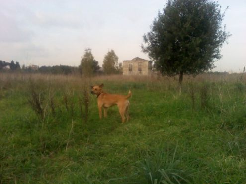 CONAN, splendido musetto - Foto 2