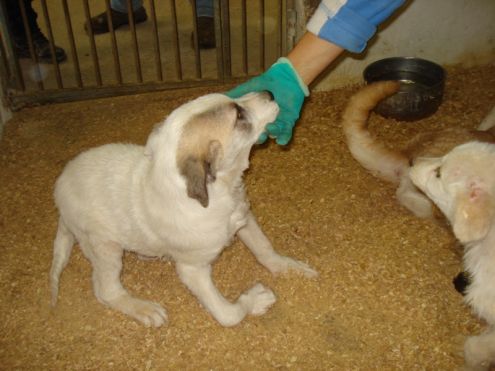 NANETTA E CIOPPI, due cuccioli in cerca di casa - Foto 3