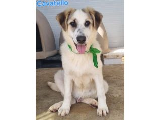 Adotta un cane dal canile