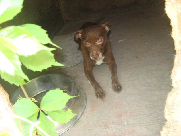 PINZY, mix pincher dolcissimo - Foto 3