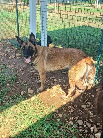 LAIKA, Pastore Belga Malinois, cerca casa (si trova a Mantova) - Foto 7