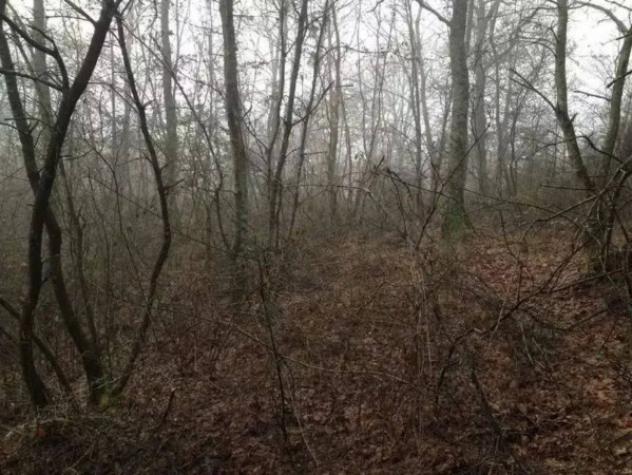 Immobile in asta di 14090 m² in vendita a Bomarzo - Foto 3