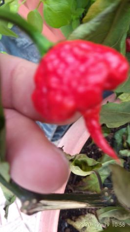 Semi Carolina Reaper, 7 Pot,Habanero, Diavolicchio - Foto 2