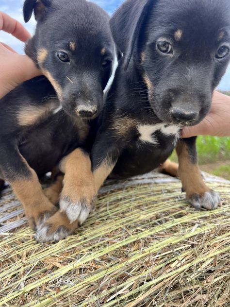 Cuccioli incrocio Lagorai per Pastore Tedesco - Foto 3