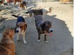 DOLCI CAGNOLINI TALGIA MEDIO GRANDE IN REGALO