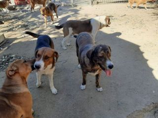 DOLCI CAGNOLINI TALGIA MEDIO GRANDE IN REGALO