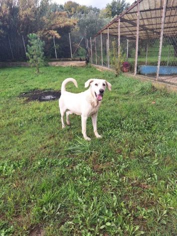 THOR DOLCE E SOCIEVOLE CANE IN ADOZIONE TG MEDIA - Foto 6