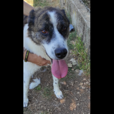 IL TEMPO PERDUTO DI DOC, CANE IN ADOZIONE - Foto 9