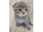 Gattini scottish straight fold