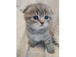 Gattini scottish straight fold