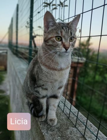 Licia bellissima tigrotta d 6 mesi - Foto 5