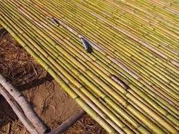 Vendo canne comuni Arundo Donnax e canne di Bambù - provincia Torino - Foto 3