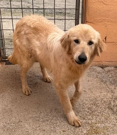 GOLDIE 5 ANNI simil Golden Retriever - Foto 5