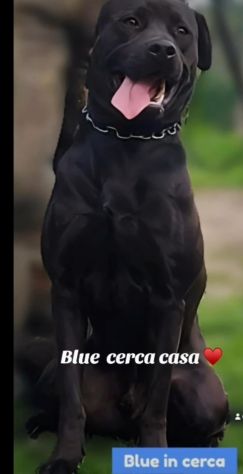 Mix molosso nero 3anni splendido prov PAVIA - Foto 3