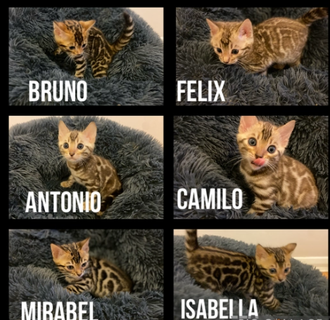 Due belli BENGALA gattini