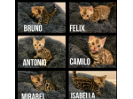 Due belli BENGALA gattini