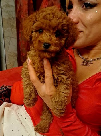 BELLISSIMI CUCCIOLI DI BARBONCINI RED TOY - Foto 3