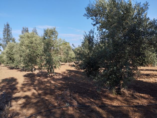 Terreno con 70 alberi d'ulivo - Foto 5