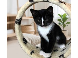 british shorthair bianco e nero