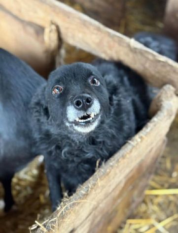 DIOR, cagnolina sorridente cerca amore! - Foto 2