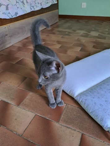 ELEOISE e PENELOPE, adorabili gattine in adozione! - Foto 10