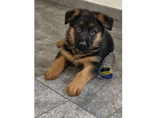 Cuccioli di pastore tedesco