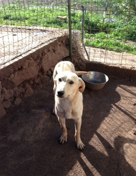 Cucciolotti in cerca di casa URGENTE! - Foto 4