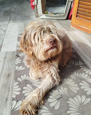 Gigi simil lagotto