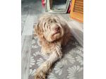 Gigi simil lagotto