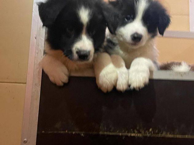 Border collie di alta genealogia