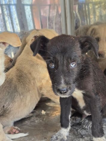22 cuccioli da accasare!! SOS ABBANDONI SICILIA - Foto 9