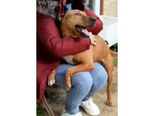 Ciro mix Pitbull 6anni e 1/2 aspetta da sempre 1casa. LIVORNO