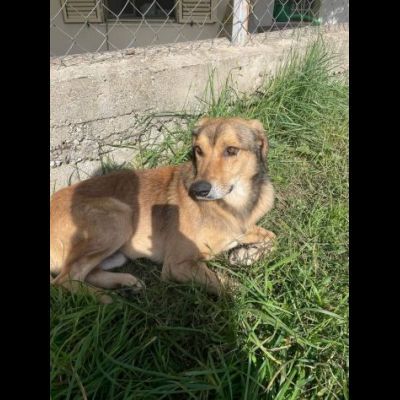 UGOLINO DOCILE, GLI PIACE FARSI COCCOLARE CAGNOLINO IN ADOZIONE - Foto 5