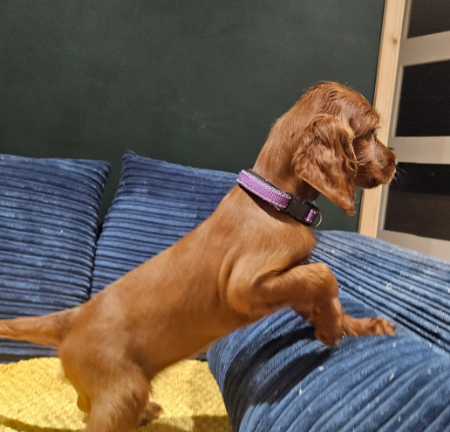 Cuccioli di setter irlandesi