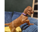 Cuccioli di setter irlandesi