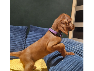 Cuccioli di setter irlandesi