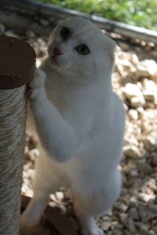 Meringa gattina , adozione del cuore - Foto 4