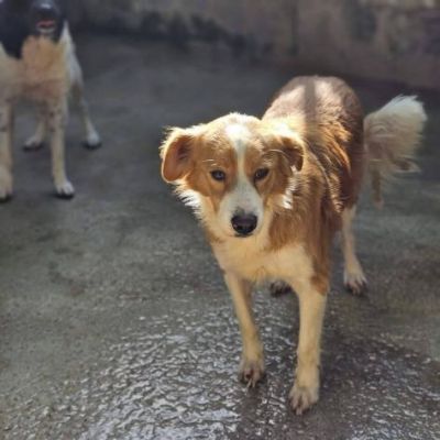 LILLO 15 KG DI TENEREZZA CAGNOLINO IN ADOZIONE - Foto 9