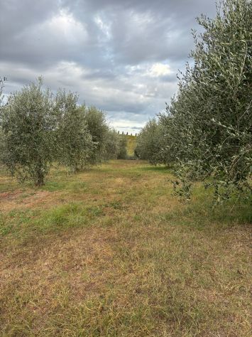 TERRENO AGRICOLO CON ULIVI E RUSTICO - Foto 6